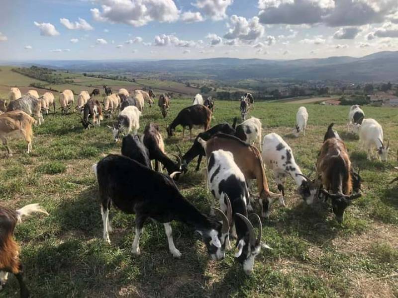 Ferme pédagogique Saint Martin La Plaine La Ferme des Ruminettes