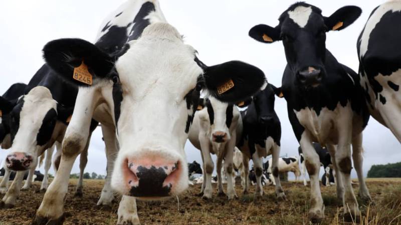 Agriculteur Bio, Elevage de vaches laitières Saint Martin la Plaine Gaec de la Colline